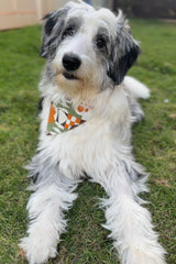 Dog Bandana 1SZ (Nishime)